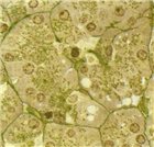 Hede8081包埋樹脂試劑盒